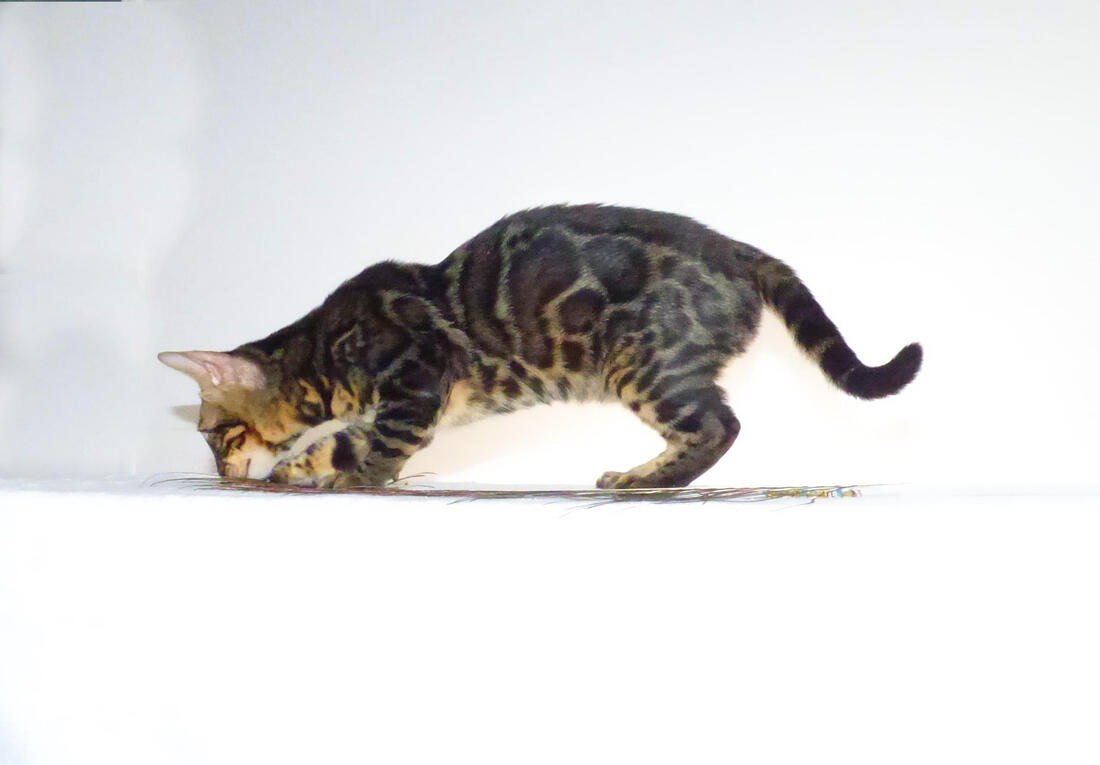 Picture of Bengal cat kitten for sale adoption cute silly rosetted