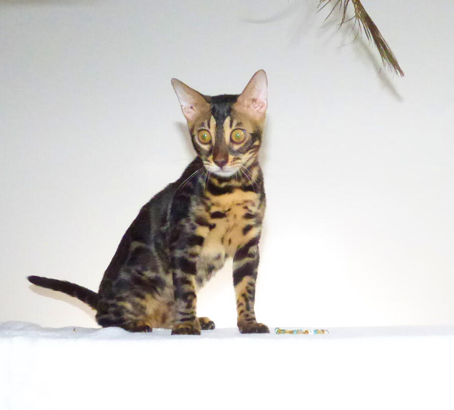 Picture of bengal cat kitten for sale adoption Houston Texas TICA registered health screened cute friendly playful